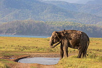 Asiatic elephant (Elephas maximus), female cooling off by spraying water. Jim Corbett National Park, India.