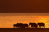 Asiatic elephant (Elephas maximus), Silhouette of herd walking along lake shore at dusk. Jim Corbett National Park, India.  2014
