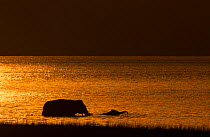 Asiatic elephant (Elephas maximus) silhouette of mother and calf bathing at dusk. Jim Corbett National Park, India.