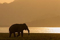 Asiatic elephant (Elephas maximus), silhouette of male walking along lake shore at dusk. Jim Corbett National Park, India.
