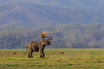 Asiatic elephant (Elephas maximus), male  taking dust bath. Jim Corbett National Park, India.  2014
