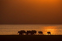 Asiatic elephant (Elephas maximus), silhouette of herd walking along lake shore at dusk. Jim Corbett National Park, India.  2014