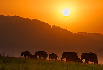 Asiatic elephant (Elephas maximus), silhouette of herd feeding at sunset. Jim Corbett National Park, India.  2014