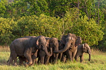 Asiatic elephant (Elephas maximus), matriarch communicating with other female in group, with her calf suckling. Jim Corbett National Park, India.