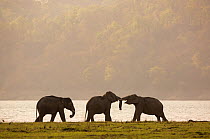 Asiatic elephant (Elephas maximus), young male sparring at dusk. Jim Corbett National Park, India.