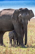 Asiatic elephant (Elephas maximus),  calf standing under mother to protect again day heat. Jim Corbett National Park, India.