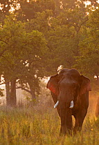 Asiatic elephant (Elephas maximus) male in musth at dawn . Jim Corbett National Park, India.