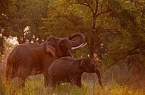 Asiatic elephant (Elephas maximus), mother and calf at dawn, Jim Corbett National Park, India.  2014