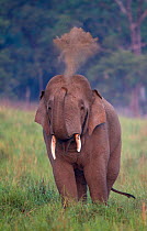 Asiatic elephant (Elephas maximus) male taking dust bath. Jim Corbett National Park, India.  2014