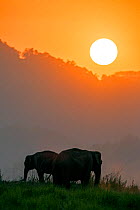 Asiatic elephant (Elephas maximus) silhouette of herd grazing at sunset. Jim Corbett National Park, India.  2014