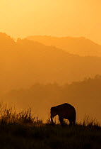 Asiatic elephant (Elephas maximus) silhouette of calf grazing at sunset. Jim Corbett National Park, India.  2014