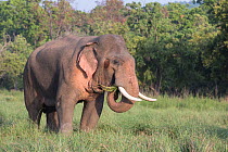 Asiatic elephant (Elephas maximus) male in musth grazing, with secretion of musth from temporal gland near ear visible. Jim Corbett National Park, India.
