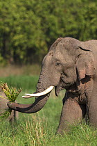 Asiatic elephant (Elephas maximus) male feeding on grass. Jim Corbett National Park, India.