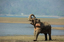 Asiatic elephant (Elephas maximus), male in musth sniffing air, looking for female in oestrous. Jim Corbett National Park, India.
