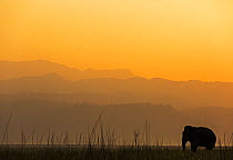 Asiatic elephant (Elephas maximus) silhouette of male at dawn. Jim Corbett National Park, India.