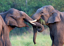Asiatic elephant (Elephas maximus) young males sparring. Jim Corbett National Park, India.