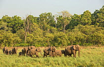 Asiatic elephant (Elephas maximus) matriarch leading heard out of forest into grassland. Jim Corbett National Park, India.