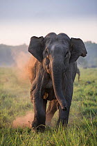 Asiatic elephant (Elephas maximus), female charging, Jim Corbett National Park, India.  2014