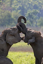 Asiatic elephant (Elephas maximus) young female play fighting. Jim Corbett National Park, India.  2014