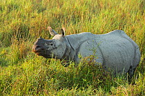 Indian rhinoceros (Rhinoceros unicornis) young male in tall grass. Kaziranga National Park, India, February.