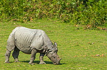 Indian rhinoceros (Rhinoceros unicornis), young male grazing on fresh grass. Kaziranga National Park, India