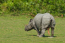Indian rhinoceros (Rhinoceros unicornis), young male urinating. Kaziranga National Park, India