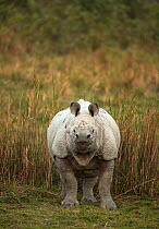 Indian rhinoceros (Rhinoceros unicornis) female. Kaziranga National Park, India.