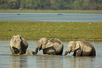 Asiatic elephant (Elephas maximus), herd feeding on waterplants in wetland, Kaziranga National Park, India