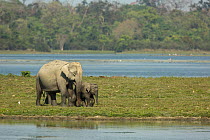 Asiatic elephant (Elephas maximus) mother and calf in wetland, Kaziranga National Park, India
