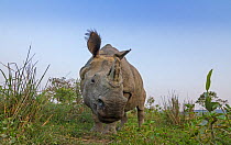 Indian rhinoceros (Rhinoceros unicornis), low angle shot of male, Kaziranga National Park, India.