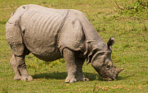 Indian rhinoceros(Rhinoceros unicornis) female grazing on fresh grass.Kaziranga National Park, India.