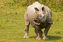 Indian rhinoceros(Rhinoceros unicornis), female in wetland, Kaziranga National Park, India.