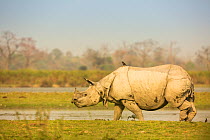 Indian rhinoceros (Rhinoceros unicornis) in wetland,  Kaziranga National Park, India.