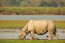 Indian rhinoceros (Rhinoceros unicornis) male grazing on fresh grass. Kaziranga National Park, India.