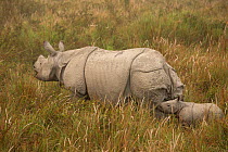 Indian rhinoceros(Rhinoceros unicornis), mother and young calf in tall grass. Kaziranga National Park, India. March.