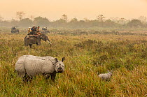 Indian rhinoceros (Rhinoceros unicornis) mother with baby in tall grass. Kaziranga National Park, India.