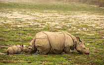Indian rhinoceros (Rhinoceros unicornis), mother with calf struggling to get through the mud. Kaziranga National Park, India.