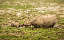 Indian rhinoceros (Rhinoceros unicornis), mother with calf struggling to get through the mud. Kaziranga National Park, India.