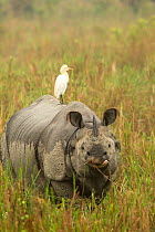 Indian rhinoceros (Rhinoceros unicornis) with Cattle egret on back. Kaziranga National Park, India.