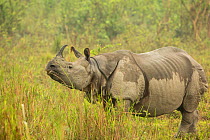 Indian rhinoceros (Rhinoceros unicornis), female after light drizzle. Kaziranga National Park, India. March.