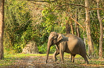 Asiatic elephant (Elephas maximus), female search for food in tropical rainforest. Kaziranga National Park, India