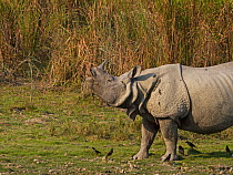 Indian rhinoceros (Rhinoceros unicornis), male sniffing air for possible mate. Kaziranga National Park, India.