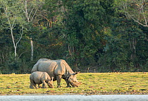 Indian rhinoceros (Rhinoceros unicornis), mother and calf grazing along lakeside. Kaziranga National Park, India.