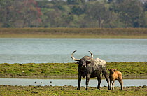 Asiatic wild buffalo (Bubalus arnee), female with young calf. Kaziranga National Park, India.