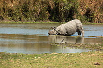 Indian rhinoceros (Rhinoceros unicornis), entering water to cool off during heat of day. Kaziranga National Park, India.