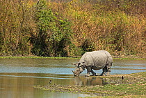 Indian rhinoceros (Rhinoceros unicornis), drinking water. Kaziranga National Park, India.