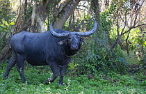 Asiatic wild buffalo (Bubalus arnee), female in tropical rainforest. Kaziranga National Park, India.