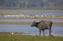 Asiatic wild buffalo (Bubalus arnee) female with large horn on lakeside. Kaziranga National Park, India..