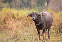 Asiatic wild buffalo  (Bubalus arnee) portrait of female. Kaziranga National Park, India.