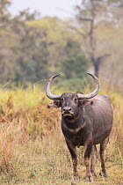 Asiatic wild buffalo  (Bubalus arnee) portrait of female. Kaziranga National Park, India.